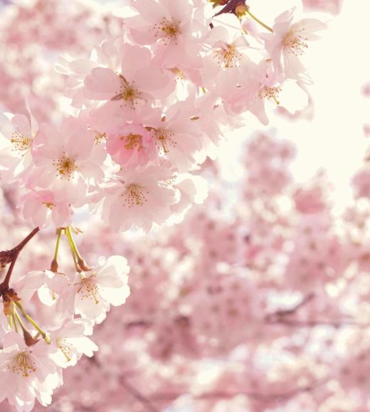 Photo of pink sakura blossons