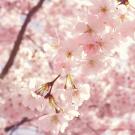 Photo of pink sakura blossons